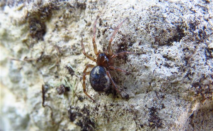 Theridiidae:  Enoplognatha cfr mandibularis  - Costa de Caparica (Portogallo)